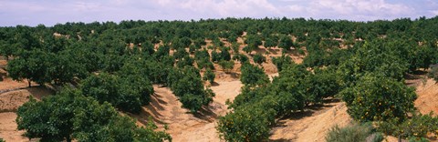 Framed Orange groves in a field, Andalusia, Spain Print