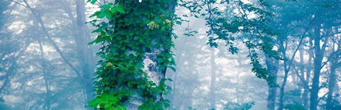 Framed Forest Nagano Kijimadaira-mura Japan Print