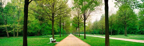 Framed Tree-lined road Hessen Kassel vicinity Germany Print