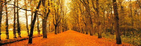 Framed Tree-lined road Loire Chenonceaux France Print