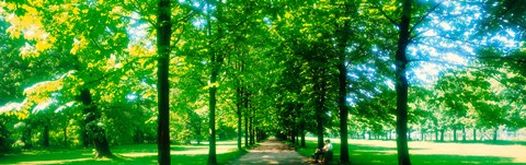 Framed Tree-lined road Dresden vicinity Germany Print