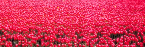 Framed Fields of tulips Alkmaar Vicinity Netherlands Print