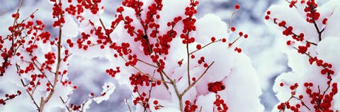 Framed Holly trees Kyoto Keihoku-cho Japan Print