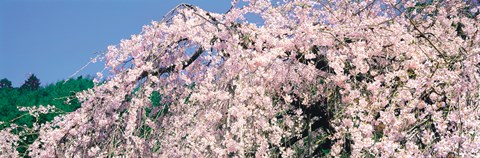Framed Jyoshokou-ji Kyoto Japan Print