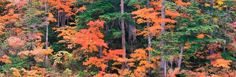 Framed Forest in Norikura Gifu Japan Print