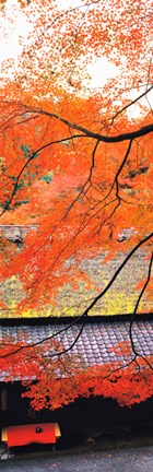 Framed Autumn Colors, Sagano Kyoto Japan Print