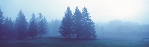 Framed Misty forest Quebec Canada Print