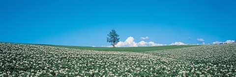 Framed Potato field Biei-Cho Hokkaido Japan Print