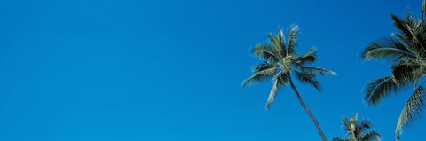 Framed Palm trees Waikiki Oahu HI USA Print