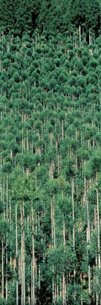 Framed Kitayama Cedar trees Kyoto Japan Print