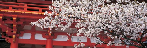 Framed Cherry Blossom Kamigamo Shrine Kyoto Japan Print