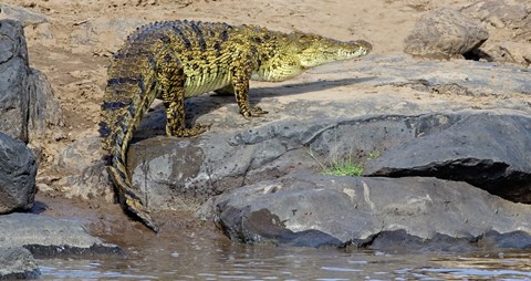 Framed Close-up of a Nile Crocodile (Crocodylus Niloticus) in water, Masai Mara National Reserve, Kenya Print
