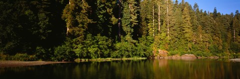 Framed Reflection of trees in a river, Smith River, Jedediah Smith Redwoods State Park, California, USA Print