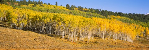 Framed Trees in a field, Dallas Divide, San Juan Mountains, Colorado Print