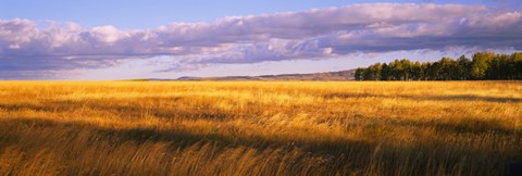 Framed Crop in a field, Last Dollar Road, Dallas Divide, Colorado, USA Print