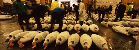 Framed People examining tuna in a fish auction, Tsukiji Fish Market, Tsukiji, Tokyo Prefecture, Kanto Region, Honshu, Japan Print