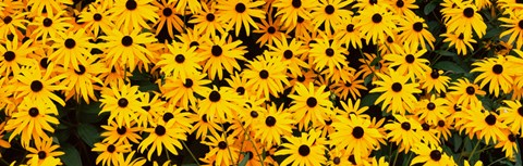Framed Black-Eyed Susan flowers growing in a field Print