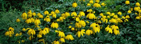 Framed Autumn Sun Coneflower (Rudbeckia nitida) growing in a field Print