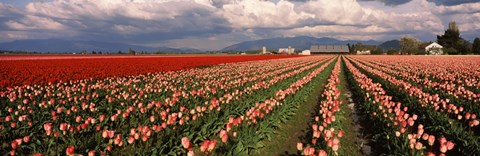 Framed Tulips in a field, Skagit Valley, Washington State (horizontal) Print