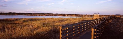 Framed Boardwalk in a state park, Myakka River State Park, Sarasota, Sarasota County, Florida, USA Print