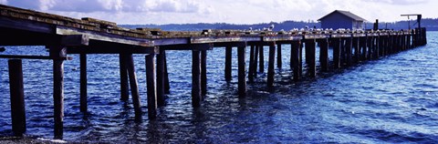 Framed Seagulls on a pier, Whidbey Island, Island County, Washington State, USA Print