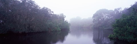 Framed Early morning fog on a creek, South Creek, Oscar Scherer State Park, Osprey, Sarasota County, Florida, USA Print
