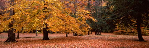 Framed Trees in a park, Chestnut Ridge County Park, Orchard Park, Erie County, New York State, USA Print