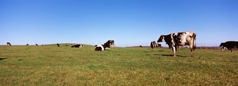 Framed Cows in a field, New York State, USA Print
