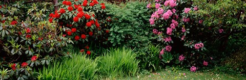 Framed Rhododendrons plants in a garden, Shore Acres State Park, Coos Bay, Oregon Print