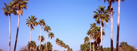 Framed Low angle view of palm trees, Fort De Soto Par, Gulf Coast, Florida, USA Print
