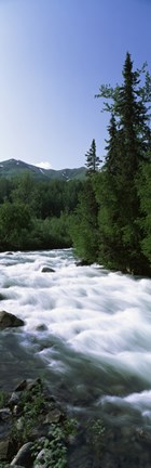 Framed River flowing through a forest, Little Susitna River, Hatcher Pass, Talkeetna Mountains, Alaska, USA Print