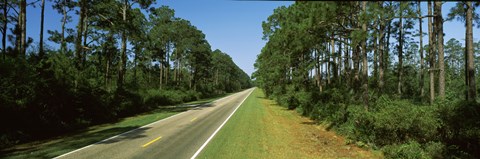 Framed Trees both sides of a road, Route 98, Apalachicola, Panhandle, Florida, USA Print