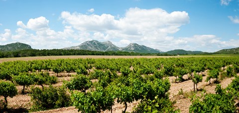 Framed Vineyard, Les Baux de Provence, Eyguieres, Bouches-du-Rhone, Provence-Alpes-Cote d&#39;Azur, France Print