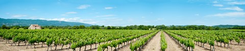 Framed Vineyard, Route d&#39;Ansouis, Cucuron, Vaucluse, Provence-Alpes-Cote d&#39;Azur, France Print