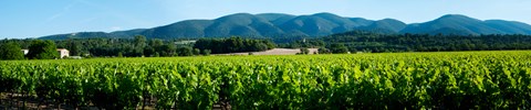Framed Vineyards along D27, Vaugines, Vaucluse, Provence-Alpes-Cote d&#39;Azur, France Print