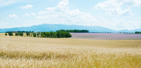 Framed Wheat field near D8, Plateau de Valensole, Alpes-de-Haute-Provence, Provence-Alpes-Cote d&#39;Azur, France Print