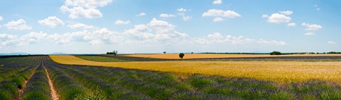 Framed Lavender and wheat fields, Plateau de Valensole, Alpes-de-Haute-Provence, Provence-Alpes-Cote d&#39;Azur, France Print