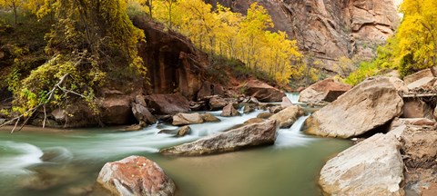 Framed Cottonwood trees and rocks along Virgin River, Zion National Park, Springdale, Utah, USA Print