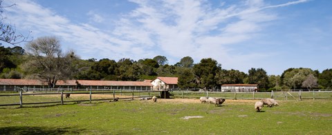 Framed Flock of sheep grazing in a farm, Mission La Purisima Concepcion, Santa Barbara County, California, USA Print