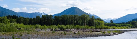 Framed Quinault Rainforest, Olympic National Park, Olympic Peninsula, Washington State Print
