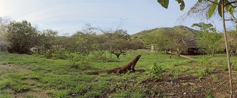 Framed Komodo Dragon (Varanus komodoensis) in a field, Rinca Island, Indonesia Print