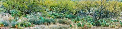 Framed Prickly pear cacti surrounds mesquite trees, Oro Valley, Arizona, USA Print