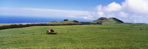 Framed Horses at feeding at trough in a ranch, Hawaii, USA Print