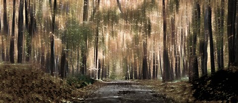 Framed Enchanted forest Print