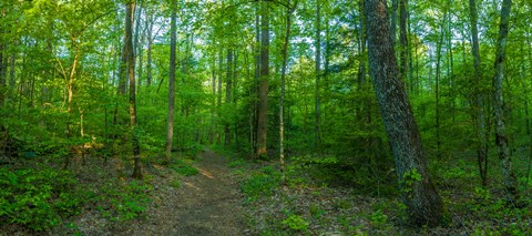 Framed Forest, Great Smoky Mountains National Park, Blount County, Tennessee, USA Print