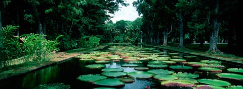 Framed Lily pads floating on water, Pamplemousses Gardens, Mauritius Island, Mauritius Print