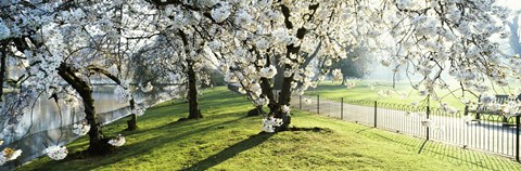 Framed Cherry blossom in St. James&#39;s Park, City of Westminster, London, England Print