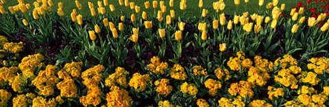 Framed Yellow Flower Bed, Hyde Park, City of Westminster, London, England Print