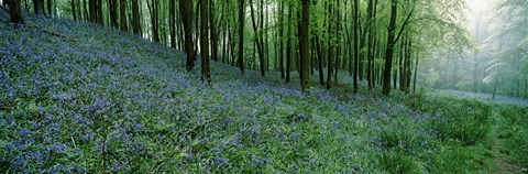 Framed Bluebell Wood near Beaminster, Dorset, England Print