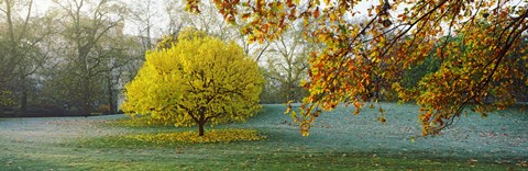 Framed Frost in autumn, St. James&#39;s Park, City Of Westminster, London, England Print